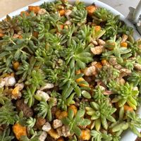 モリムラマンネングサの画像