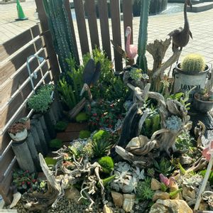 サボテン,フラミンゴ,多肉植物,流木,ベランダガーデンの画像