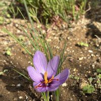 皇帝ダリア,サフラン,バラ,カインダーブルー,朝顔 ヘブンリーブルーの画像