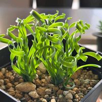 アルブカ,アルブカ コンコルディアナ,多肉植物,多肉多肉多肉,アルブカ属の画像