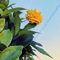 ガザニア,ガザニア,ガザニア,ガザニア,ヤマブキの画像