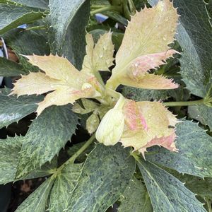 クリスマスローズ,枯れ葉,枯れ葉,モミジバフウ,モミジバフウの画像