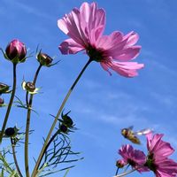 ガザニア,コスモス,ヒイラギ,ビオラ,小松菜の画像