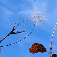 スモークツリーの画像
