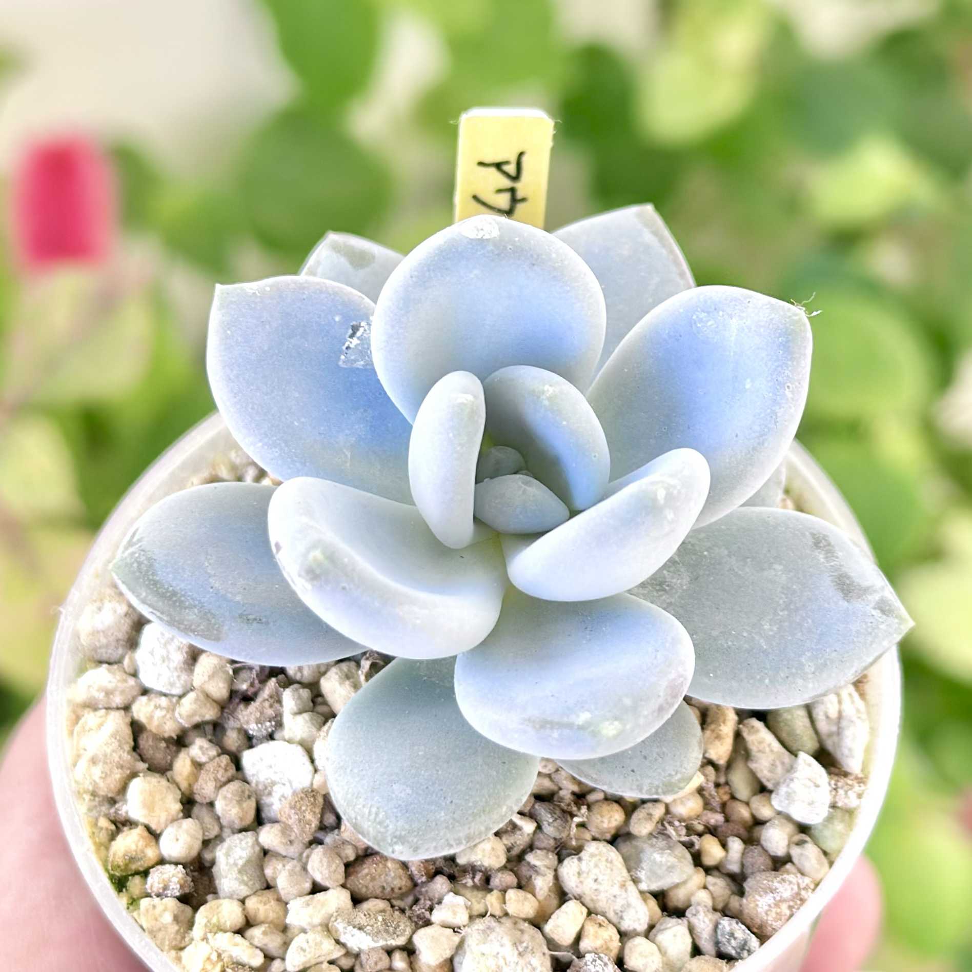 パクさん苗の一覧｜🍀GreenSnap（グリーンスナップ）