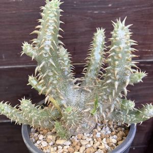 パキポディウム,恵比寿大黒,パキポディウム　恵比寿大黒,パキポディウム・デンシカウレ,多肉植物の画像