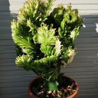 サボテン,ユーフォルビア マハラジャ,多肉植物,ダイソー産,スタンダードプロダクツの画像