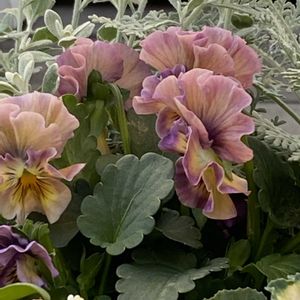 寄せ植え,ワークショップ ,小さな庭の画像