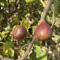 イチジク,お出かけ,落葉高木の画像