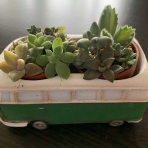 多肉初心者,ちまちま寄せ,花友さんに感謝♡の画像