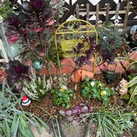 ローダンセマム,ビオラ,カルーナ,小さな花壇,ビオラ・パンジーの画像