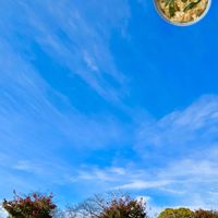 サクラ,パンジー,ビオラ,クスノキの画像