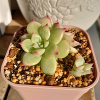 プリドニス,マリア,マウンテンローズ,多肉植物,葉挿しの画像