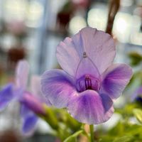 キク,ユッカ,スーパートレニア カタリーナ,兵庫県立フラワーセンター,お出かけの画像