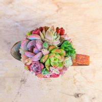 チマチマ,ちまちま,ミニチュア,寄せ,可愛い♥️の画像