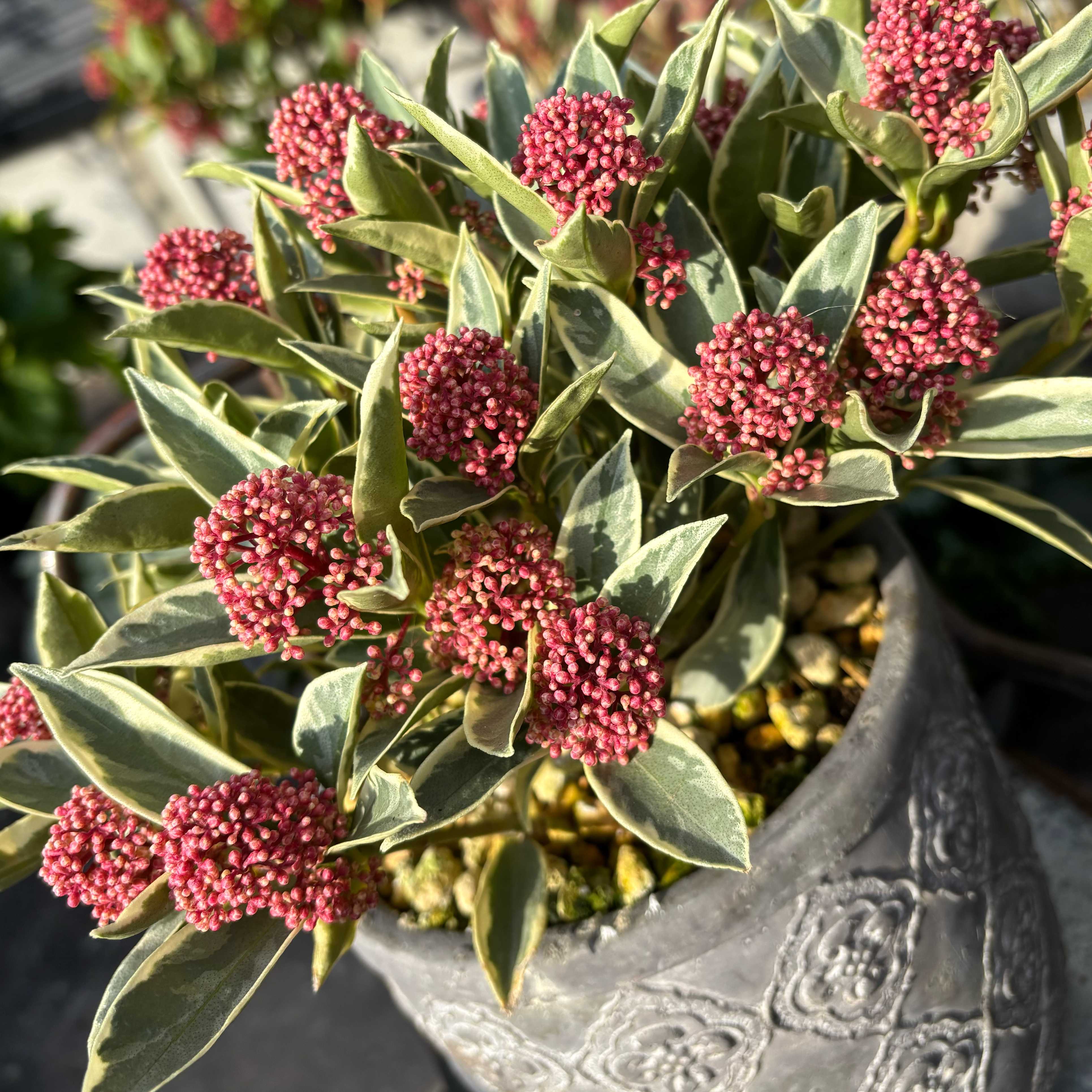 ぐっどな毎日様 リクエスト 2点 まとめ　スキミア　ペローサ　マジックマルロー 2025年最新】スキミア マルローの人気アイテム - メルカリ