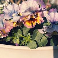 ビオラ,オレアリア　リトルスモーキー,オレアリア　リトルスモーキー,コクリュウ（黒竜）,コクリュウ（黒竜）の画像