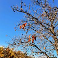 皇帝ダリア,フリズルシズル,紫紺野牡丹,紫紺野牡丹(シコンノボタン),ｿﾒｲﾖｼﾉの画像