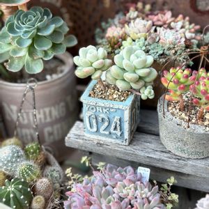 多肉寄せ植え,多肉大好き,ジャンクガーデン,多肉植物のある暮らしの画像