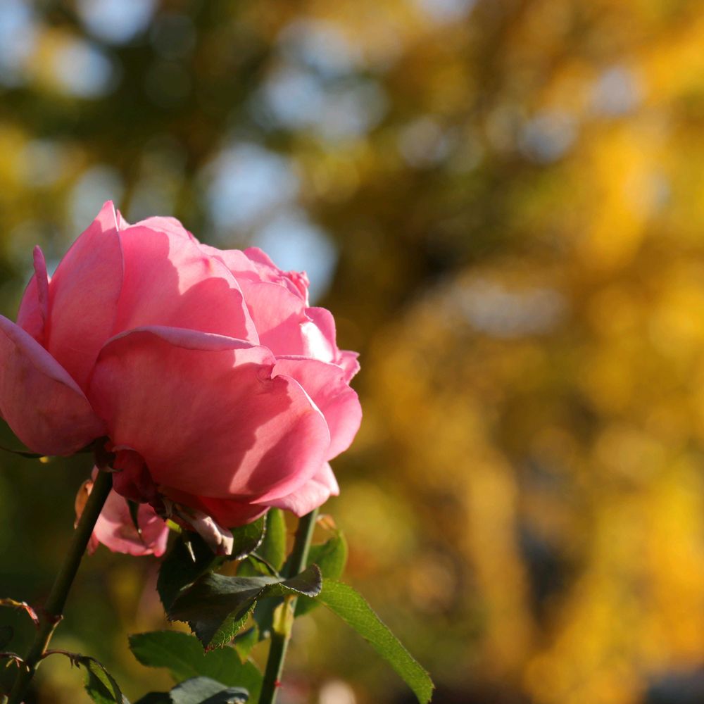 しげさんの山手イタリア山庭園への投稿