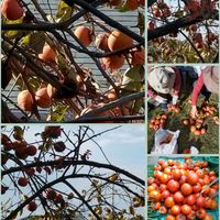 柿の木,柿の木,カキ,カキ,サンゴジュの画像