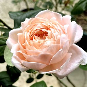 ブルーデージー,ブルーデージー,グリーンアイス,グリーンアイス,ミニバラ・グリーンアイスの画像