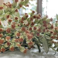 ヨモギ,ヨモギの花♪,沖縄,薬草,キク科ヨモギ属の画像