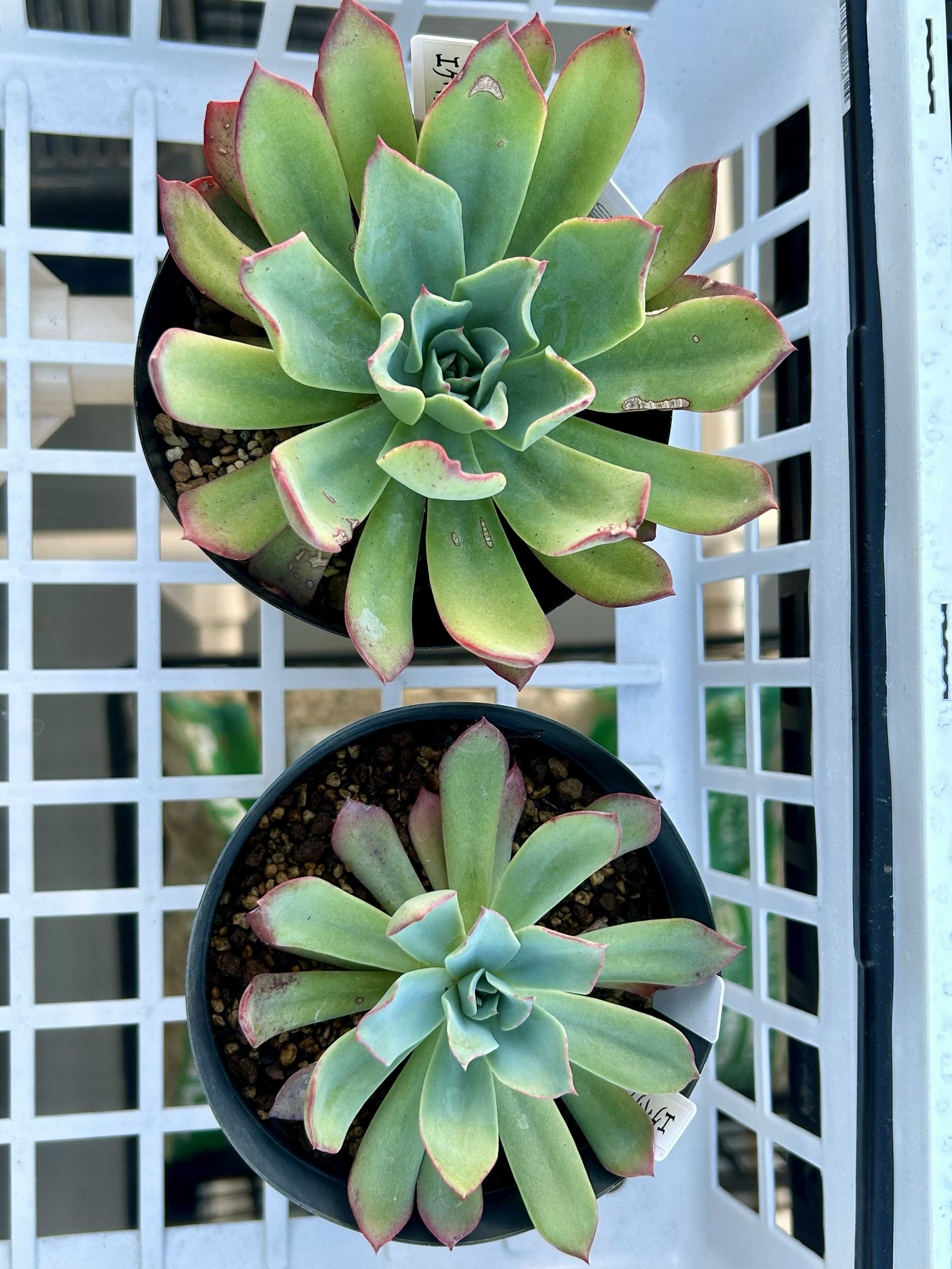 青典牡丹の一覧｜🍀GreenSnap（グリーンスナップ）