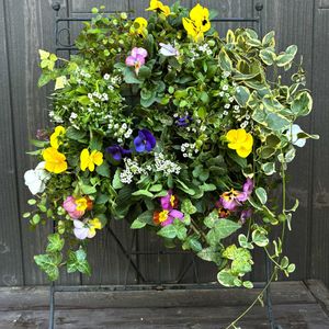 アリッサム,ビオラ,ジュリアン,白妙菊(しろたえぎく),ハンギングバスケットの画像