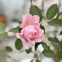 バラ,フランネルフラワー,ローブデコルテ,こぼれ種の画像