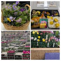 キク,シクラメン,ハボタン,ハボタン,ビオラの画像