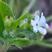 キュウリグサ,小さな花,山野草,植え込み,歩道脇の画像