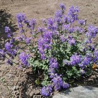 キャットミント,キャットミント,宿根草,キャットミント ライムライト,キャットミント ジュニアウォーカーの画像