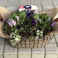 ラミウム,リシマキア,ウインティー,ハルディンクローバー,ミルフルの画像