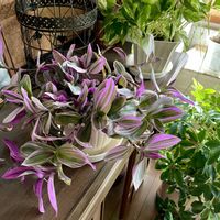 テーブルヤシ,カポック,アガベ・ベネズエラ,アトランティス,トラディスカンティア･ナヌークの画像