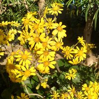 ツワブキ,ツワブキ,ツワブキ,ハヤトウリの画像