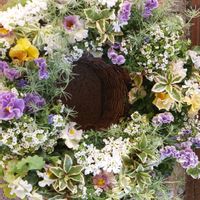 ビオラ プティフール,ビオラ　アイクルール,ギャザリングの寄せ植え,リース,ギャザリングの画像