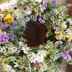 ビオラ プティフール,ビオラ　アイクルール,ギャザリングの寄せ植え,リース,ギャザリングの画像