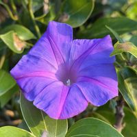 ノアサガオ,道端の草花,海岸沿い,自生,多年草の画像