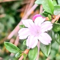 ハクチョウゲの画像