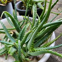 アロエ,キダチアロエ,今日の一枚,ほったらかし。,医者いらずの画像