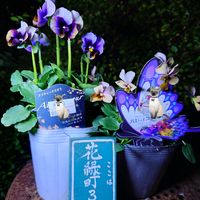 サフラン,ビオラ ’ パピヨンワールド ',オウンスロー錦,女雛錦,ティッピー 錦の画像