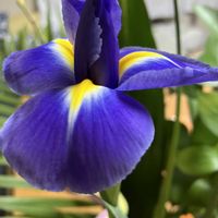 グラジオラス,グラジオラス,アイリス,アイリス,アイリスの画像