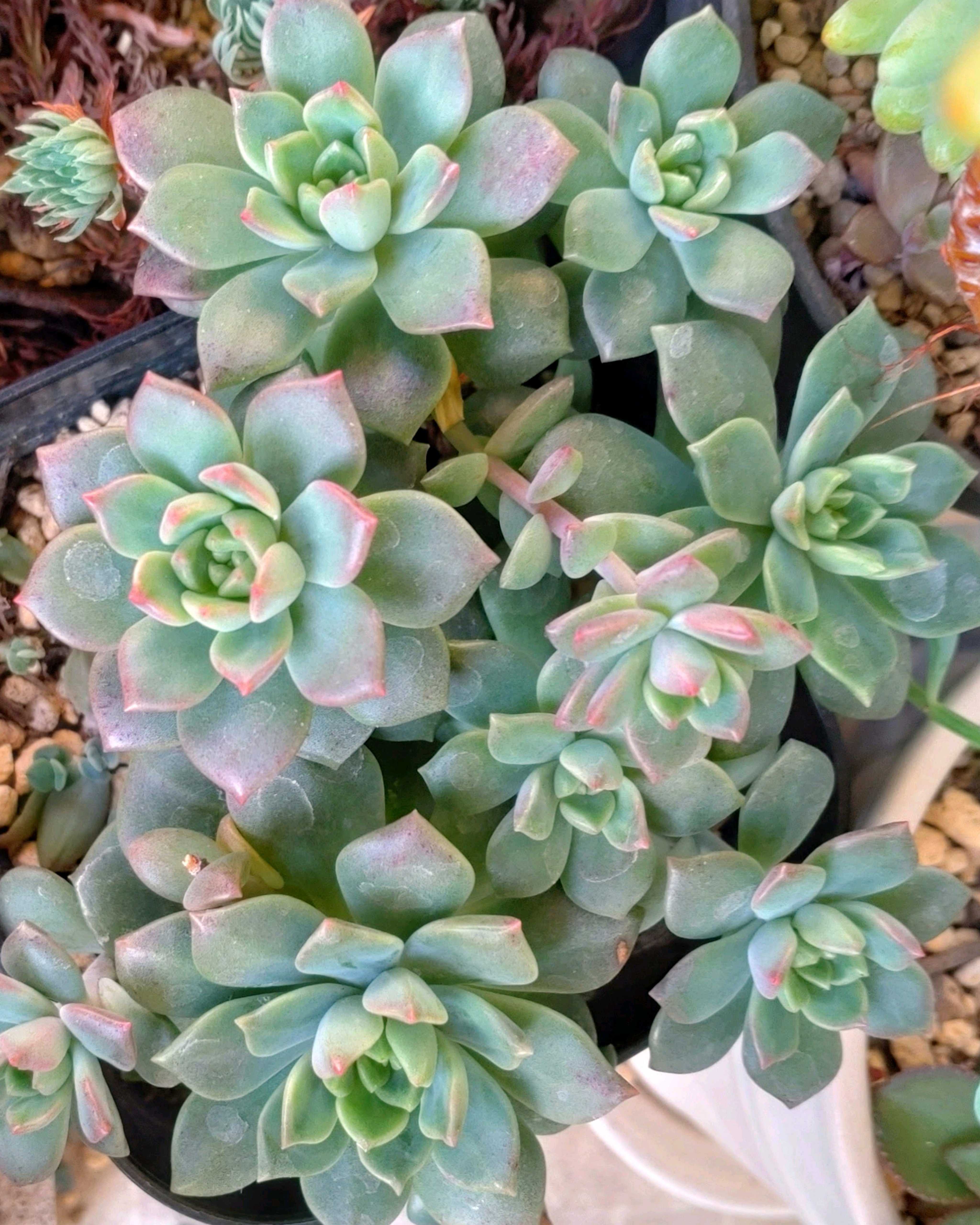 赤と緑のグラデーションが美しい！多肉植物の「夕映え」とは