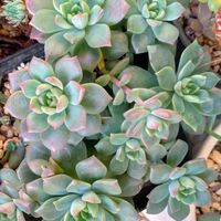 グラプトペタルム　ブロンズ姫,マッコス,多肉植物いろいろ, ブロンズ姫,ムルチカバの画像