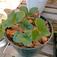 イチゴ,サボテン,ニラ,ニンジン,三つ葉の画像