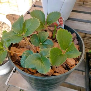 イチゴ,サボテン,ニラ,ニンジン,三つ葉の画像