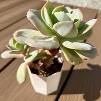 白鳳,多肉のある暮らし,防寒対策,もらいもの,多肉の土の画像