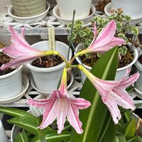 ゼラニウム,バーベナ,シロスジアマリリス,ウィンターコスモスの画像