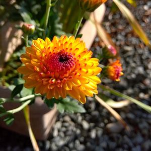 ガーデニング,癒し,花のある暮らし,緑のある暮らし,ハーブのある暮らしの画像